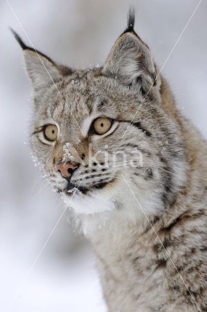 Euraziatische lynx (Lynx lynx)