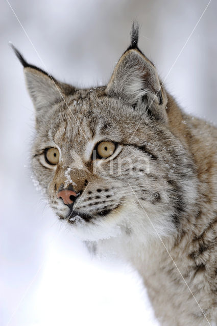 Eurasian Lynx (Lynx lynx)