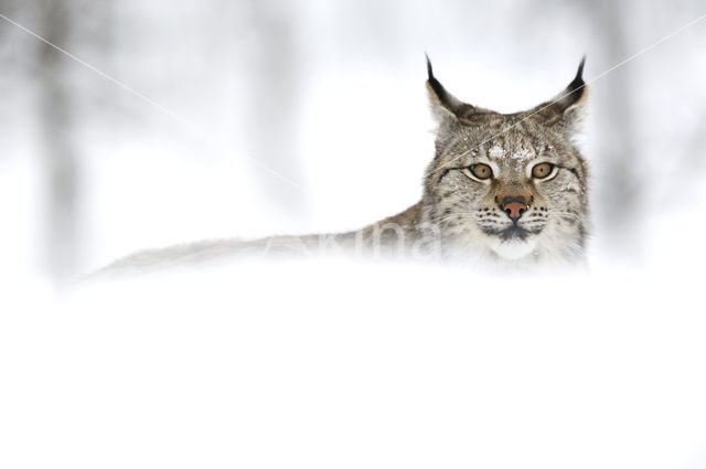 Euraziatische lynx (Lynx lynx)