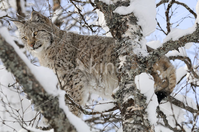 Euraziatische lynx (Lynx lynx)