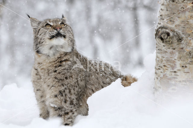 Euraziatische lynx (Lynx lynx)