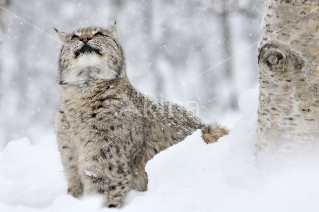 Eurasian Lynx (Lynx lynx)