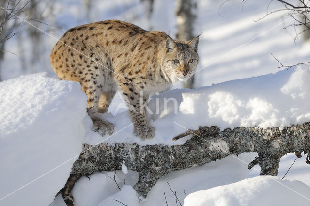 Euraziatische lynx (Lynx lynx)