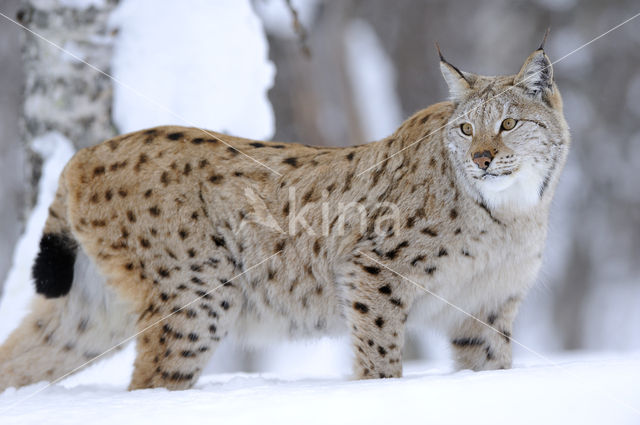 Euraziatische lynx (Lynx lynx)