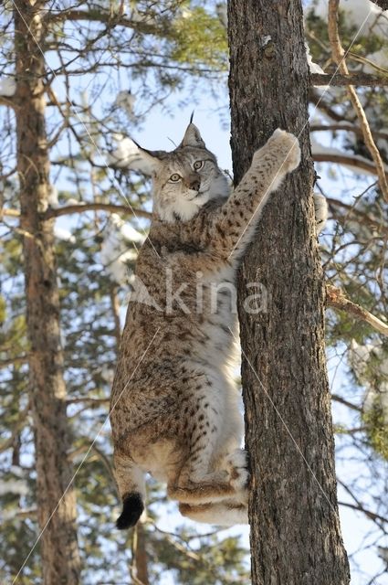 Euraziatische lynx (Lynx lynx)