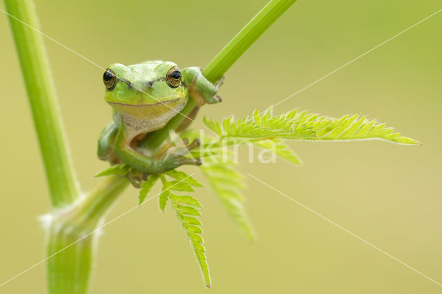 Europese boomkikker (Hyla arborea)