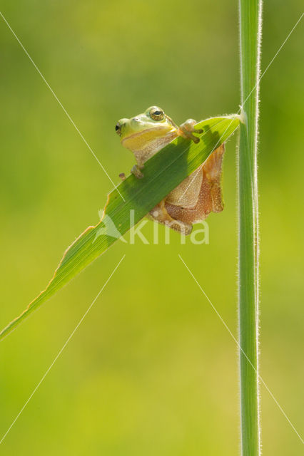 Europese boomkikker (Hyla arborea)