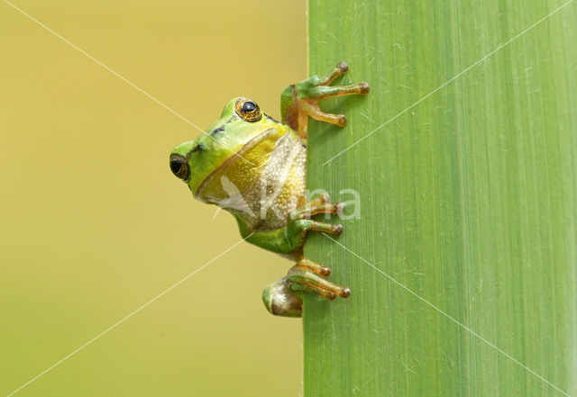 European Tree Frog (Hyla arborea)