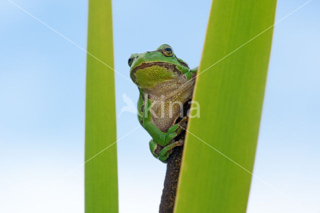 European Tree Frog (Hyla arborea)