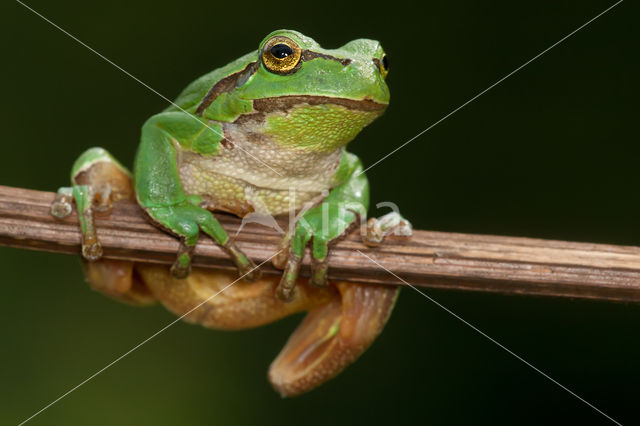 European Tree Frog (Hyla arborea)