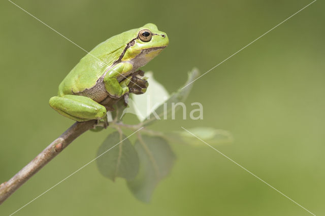 Europese boomkikker (Hyla arborea)