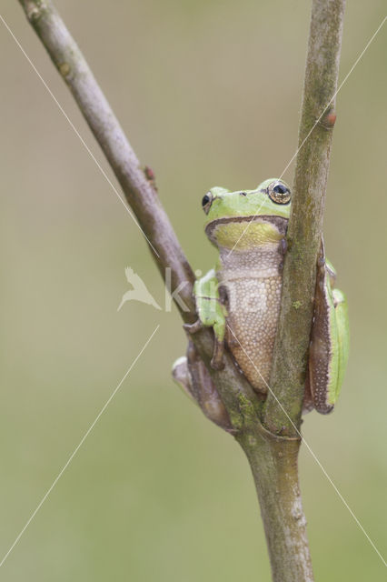 European Tree Frog (Hyla arborea)