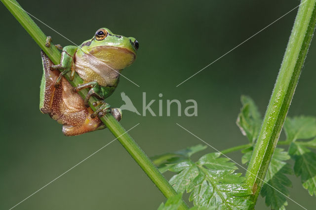 Europese boomkikker (Hyla arborea)