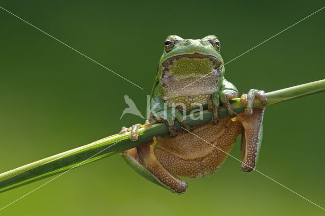 Europese boomkikker (Hyla arborea)