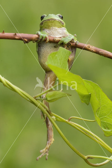 European Tree Frog (Hyla arborea)