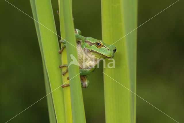 Europese boomkikker (Hyla arborea)