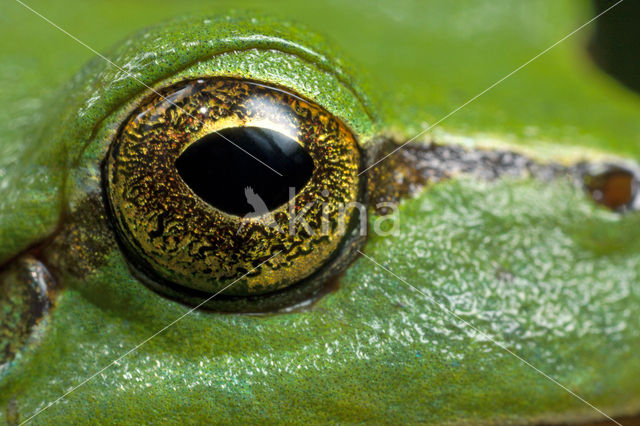 Europese boomkikker (Hyla arborea)