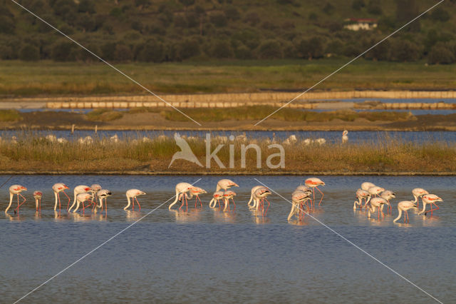 Greater Flamingo (Phoenicopterus ruber roseus)