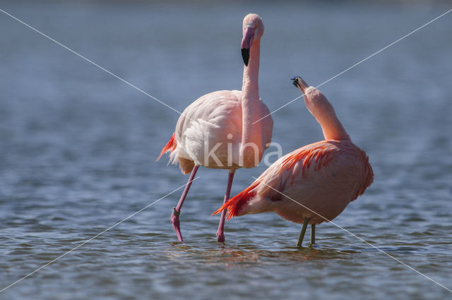 Flamingo (Phoenicopterus ruber)