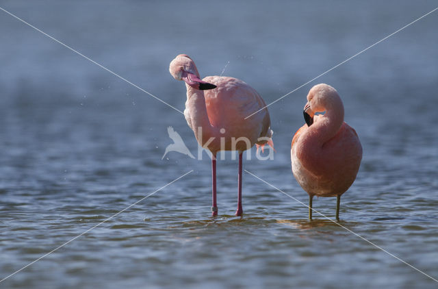 Greater Flamingo (Phoenicopterus ruber)