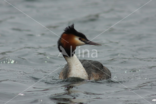 Great Crested Grebe (Podiceps cristatus)