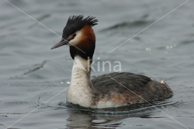 Great Crested Grebe (Podiceps cristatus)