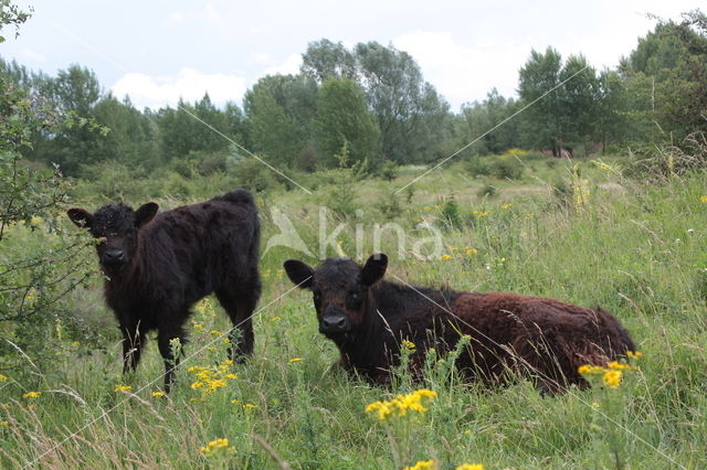 Galloway Koe (Bos domesticus)