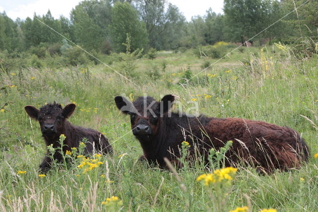 Galloway Cow (Bos domesticus)