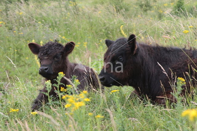 Galloway Cow (Bos domesticus)