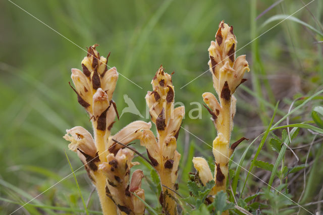 Gamanderbremraap (Orobanche teucrii)