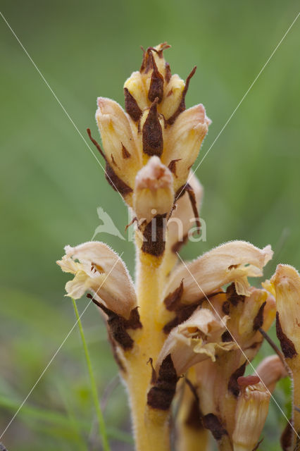 Gamanderbremraap (Orobanche teucrii)