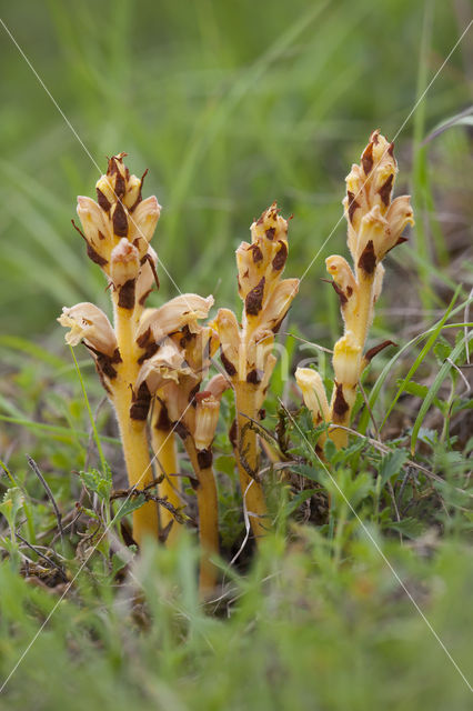 Gamanderbremraap (Orobanche teucrii)