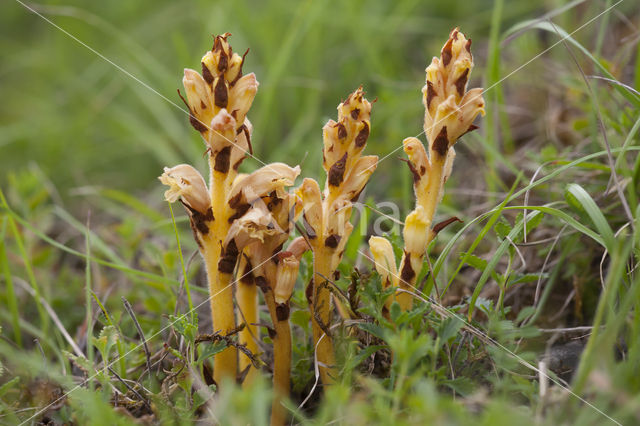 Gamanderbremraap (Orobanche teucrii)