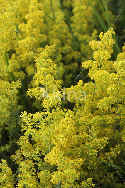 Geel walstro (Galium verum)
