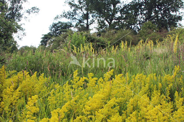 Geel walstro (Galium verum)