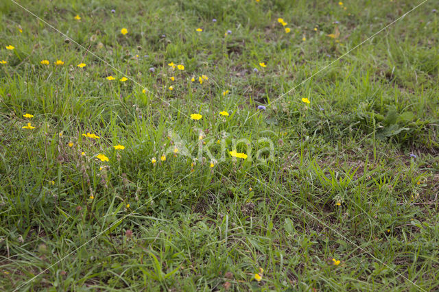 Geel zonneroosje (Helianthemum nummularium)