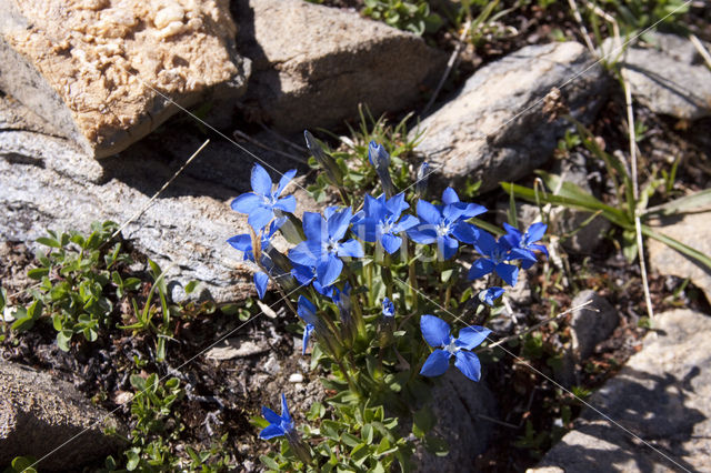 Gentiana brachyphylla