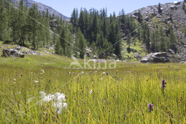 Gevlekte orchis (Dactylorhiza maculata)