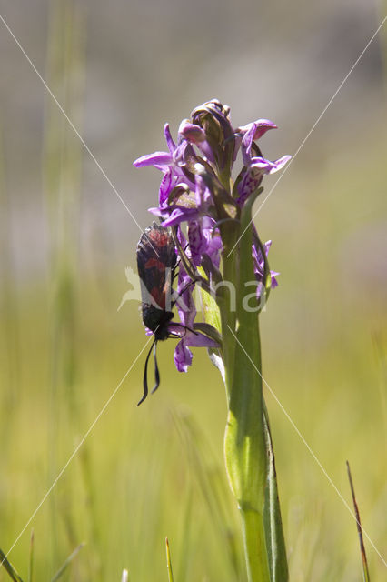 Spotted orchid (Dactylorhiza maculata)