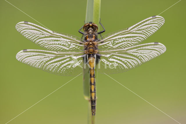 Gevlekte witsnuitlibel (Leucorrhinia pectoralis)