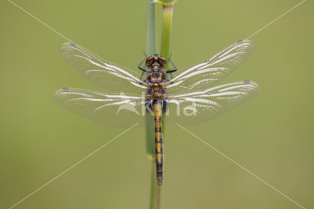 Large White-faced Darter (Leucorrhinia pectoralis)