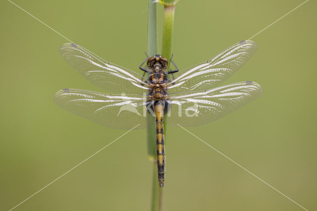 Gevlekte witsnuitlibel (Leucorrhinia pectoralis)