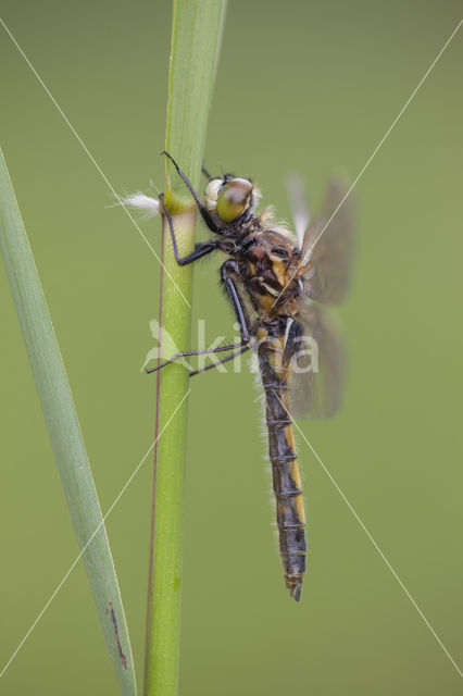 Gevlekte witsnuitlibel (Leucorrhinia pectoralis)