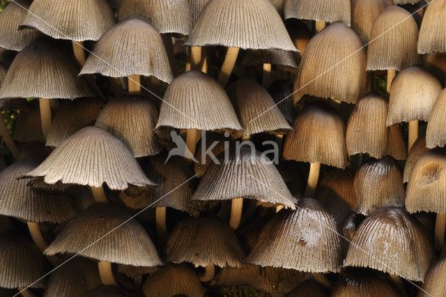 Glistening Inkcap (Coprinus micaceus)