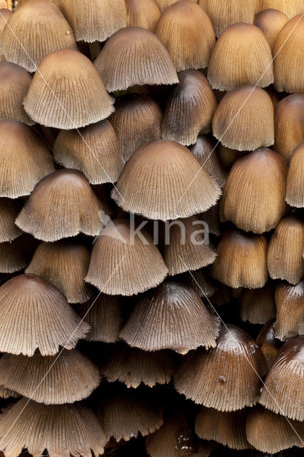 Glistening Inkcap (Coprinus micaceus)