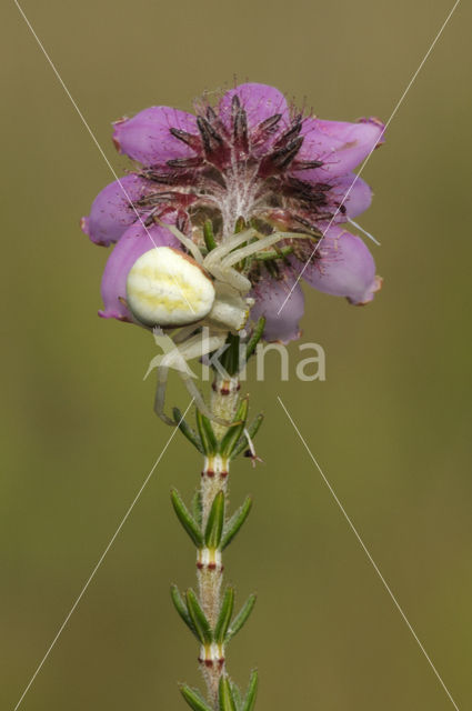 Gewone kameleonspin (Misumena vatia)