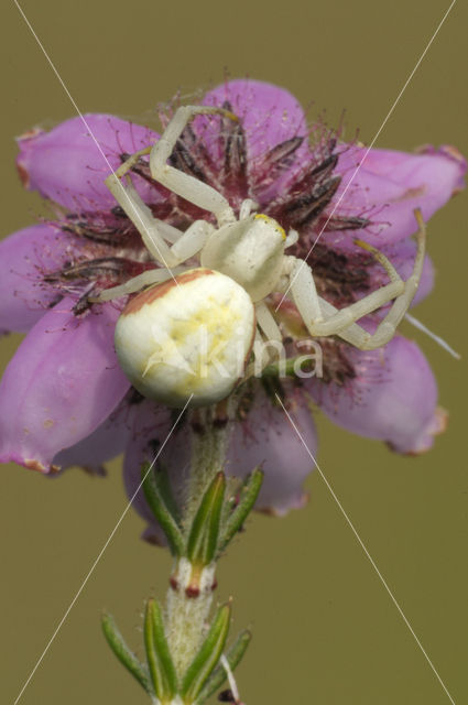 Gewone kameleonspin (Misumena vatia)