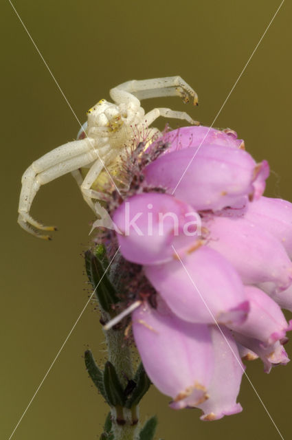 Gewone kameleonspin (Misumena vatia)