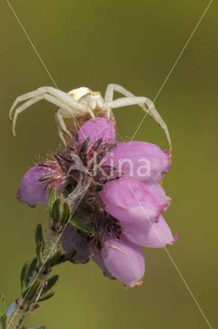Flower Queen (Misumena vatia)