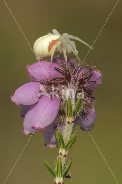 Gewone kameleonspin (Misumena vatia)